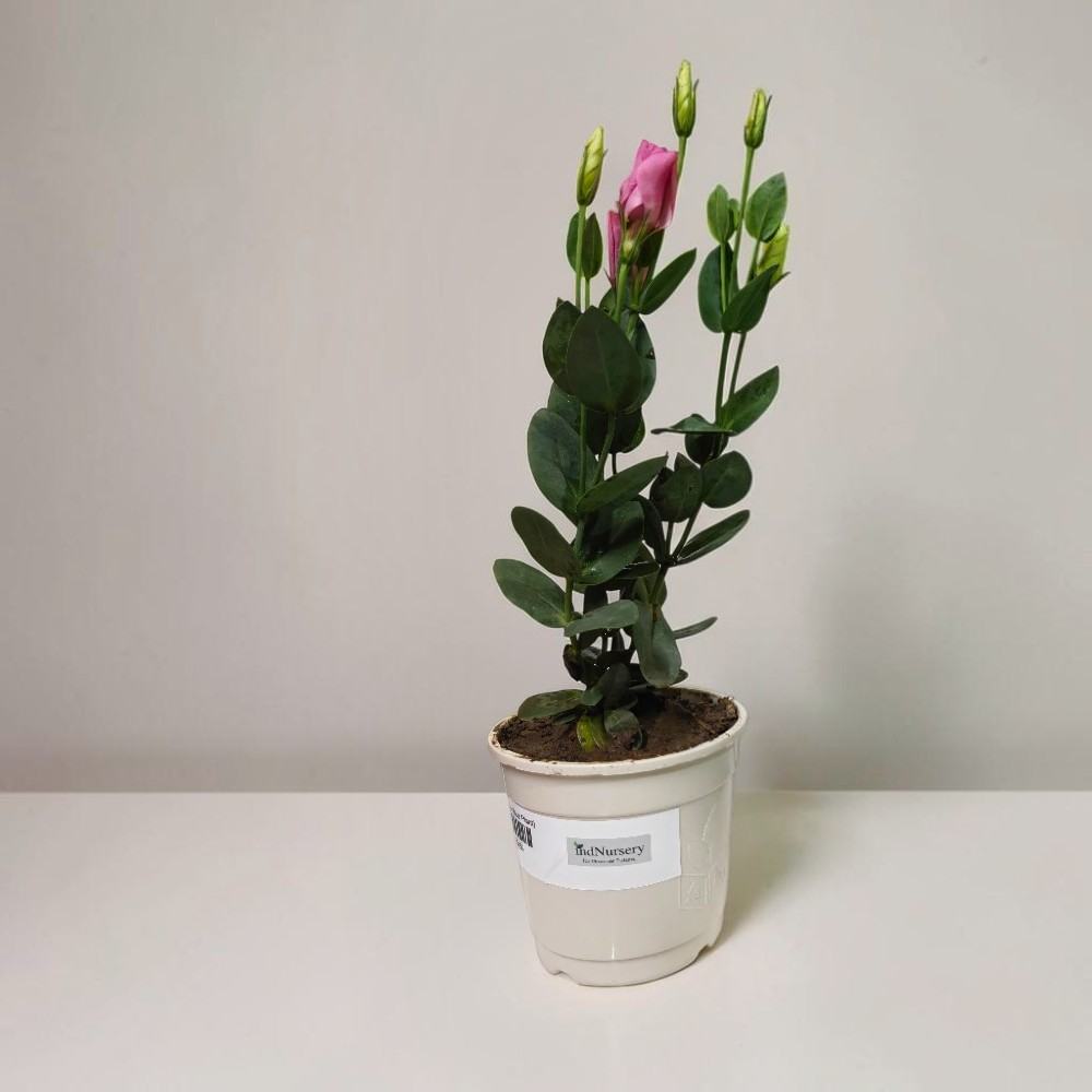 Bright Pink Lisianthus Plant Indoor Live Eustoma Nandini Pack of 1